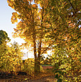 Golden Glow 